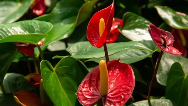 Antúrio, como multiplicá-lo rapidamente com buquês: viveiristas fazem isso