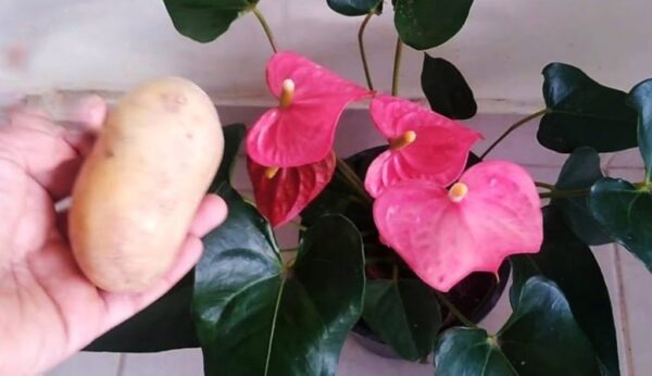 Antúrio, suas plantas não param de crescer se você pulverizar este líquido