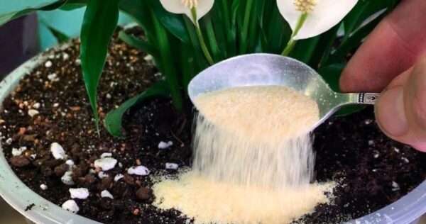 Apenas 1 colher de chá sob qualquer planta é suficiente para fazê-la florescer magicamente!