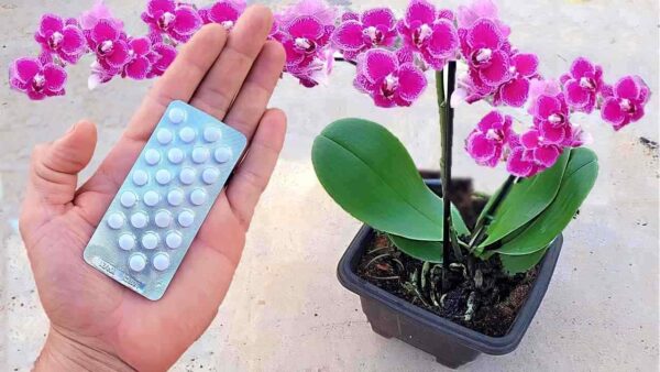 Apenas 1 comprimido é suficiente para fazê-la florescer para sempre: como curar a orquídea
