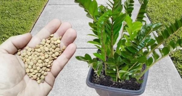 Apenas 1 xícara mata o crescimento e a floração (veja o resultado incrível)