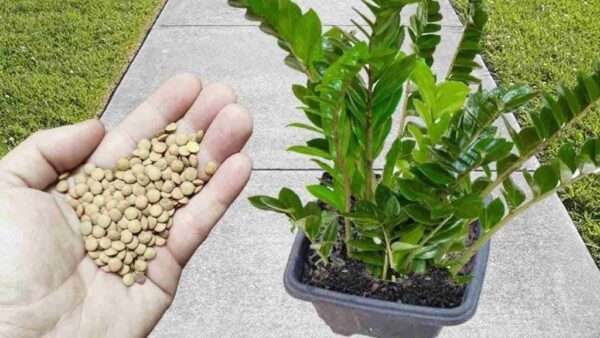 Apenas 1 xícara para explodir a floração em pouco tempo: cresce em um piscar de olhos