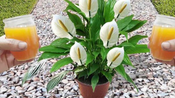 Apenas 1 xícara é suficiente, fará explodir uma avalanche de flores: todos os viveiristas fazem isso