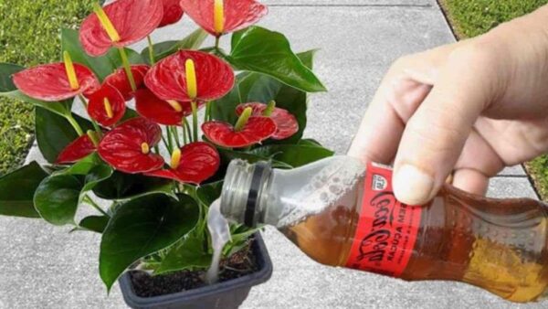 Apenas um copo uma vez por mês e você terá suas flores desabrochando o ano todo