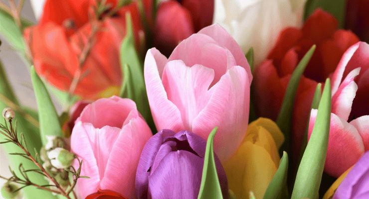 Fertilizante para flores