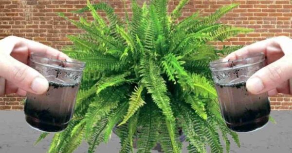 Apenas uma xícara deste ingrediente fará explodir qualquer samambaia que você possui