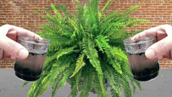 Apenas uma xícara deste ingrediente fará explodir toda a samambaia que você possui