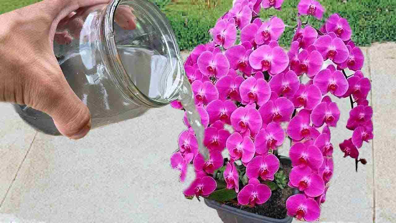 despeje a solução nas plantas