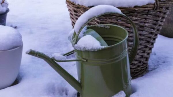 Apesar da neve no jardim: não se esqueça de regar