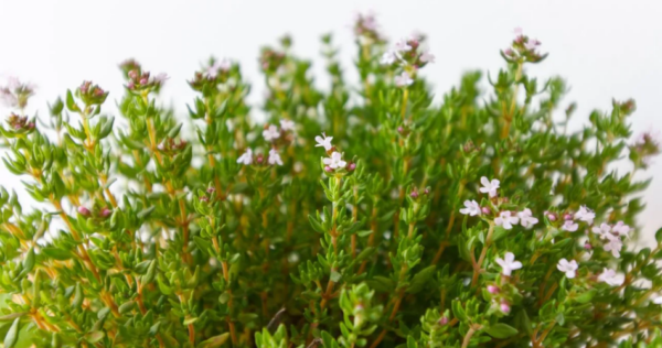 Aprenda a cultivar o tomilho em vaso para que nunca falte na sua cozinha