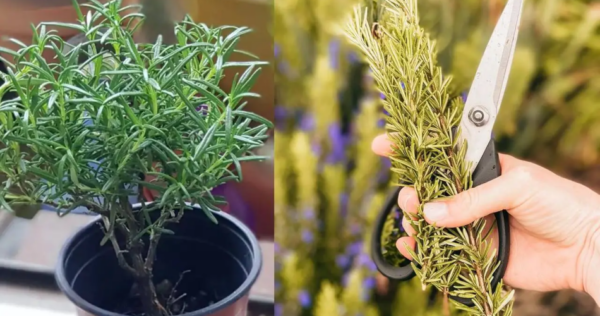 Aprenda a reproduzir o alecrim com um simples raminho