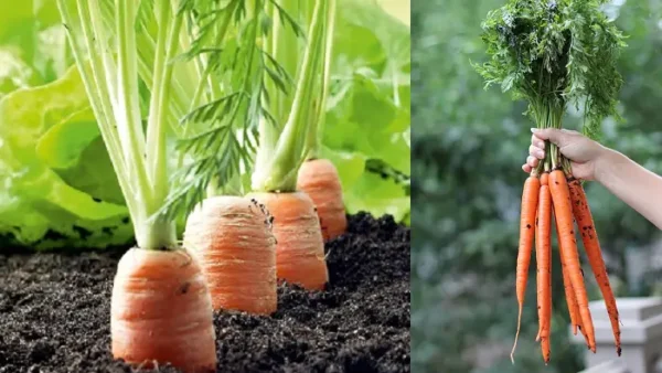 Aprenda passo a passo como plantar cenoura em casa.