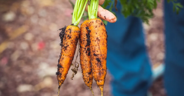 Aproveite as cenouras restantes para germinar e cultivar novas