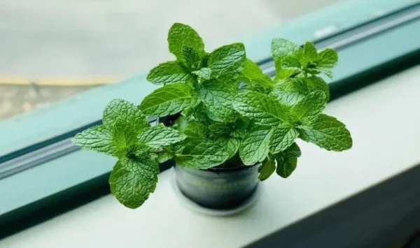 Aproveite o poder de 5 folhas de hortelã na janela do seu quarto para noites tranquilas