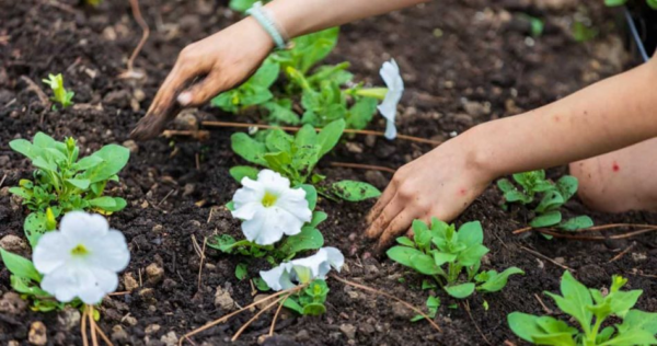 Aqui está o que plantar em seu jardim em junho para obter uma colheita abundante