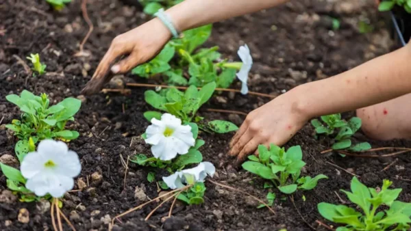 Aqui está o que plantar em seu jardim em junho para uma colheita generosa
