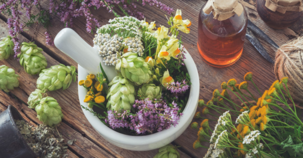 Aqui estão 12 plantas medicinais para cultivar na sua farmácia!
