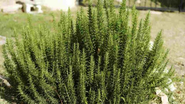 Aqui estão 5 coisas para fazer se você quiser ter alecrim constantemente espesso e perfumado