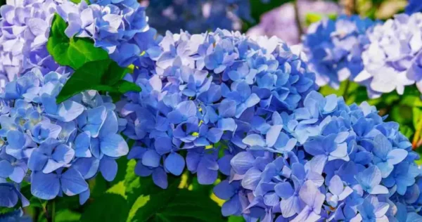 Aqui estão as flores mais perfumadas da história: a classificação das plantas vivas