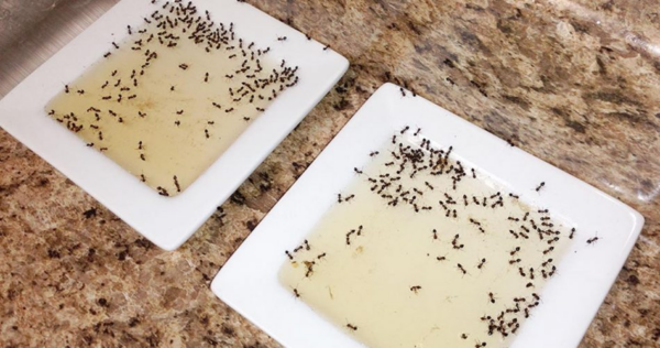 Armadilha para formigas: extermine-as para sempre sem usar pesticidas