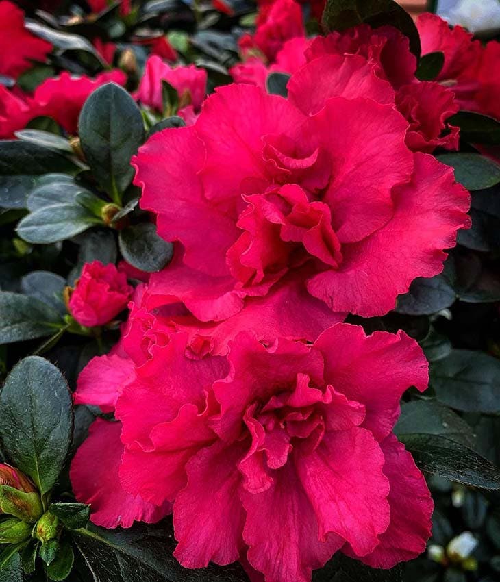 As 10 plantas de interior mais bonitas que crescem sem luz solar 3 A azaleia interior