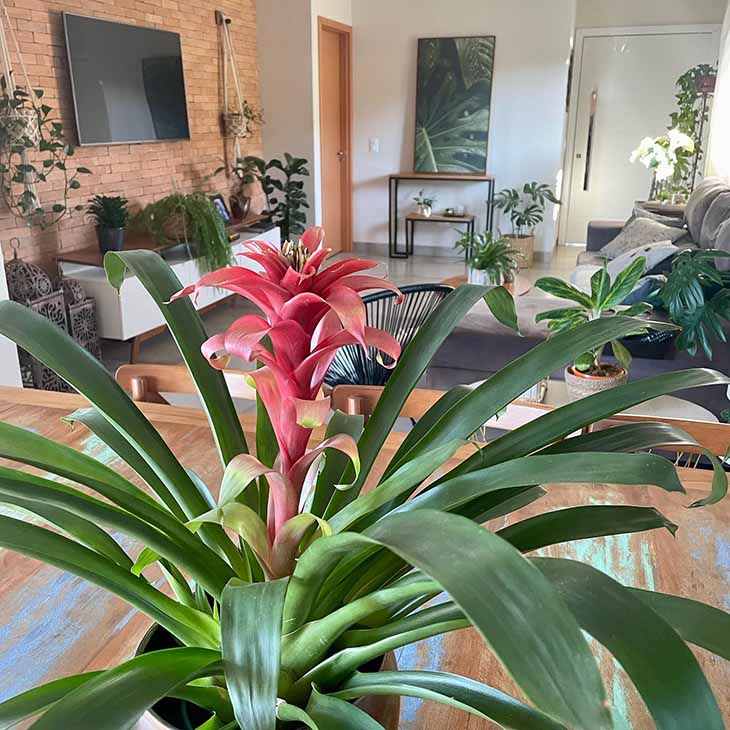As 10 plantas de interior mais bonitas que crescem sem luz solar 10 bromélia
