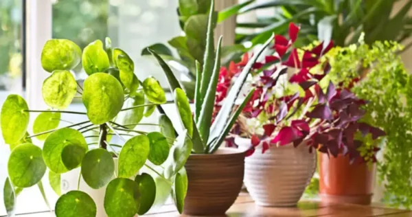 As 10 plantas de interior mais bonitas que crescem sem luz solar