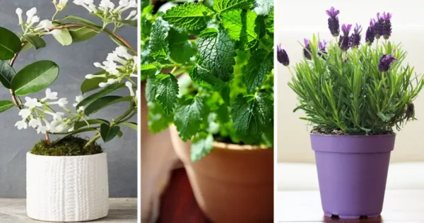 As 11 melhores plantas perfumadas para perfumar e decorar sua casa