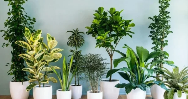 As 15 principais plantas que não precisam de luz