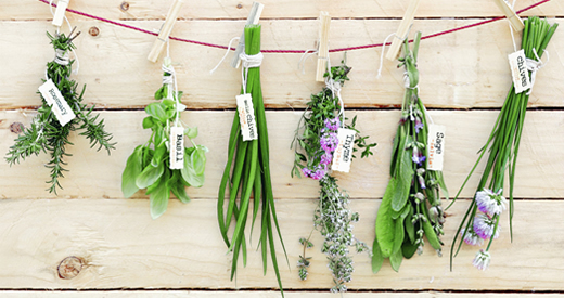 As 20 ervas que curam o corpo e a mente e têm propriedades semelhantes às dos medicamentos