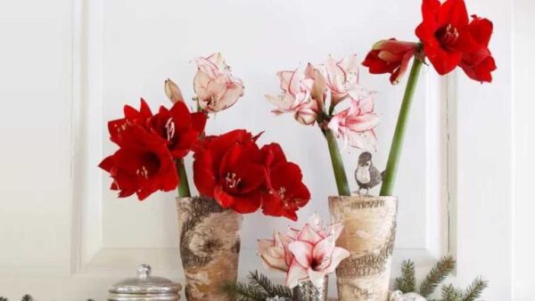 As 5 melhores plantas de casa para decoração de Natal