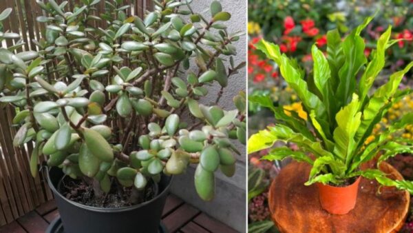 As 5 melhores plantas de interior para exteriores