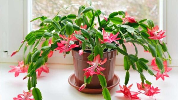 As 7 melhores plantas de casa para decorar sua casa em novembro