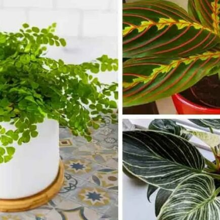 As 7 melhores plantas de casa que crescem sem luz solar