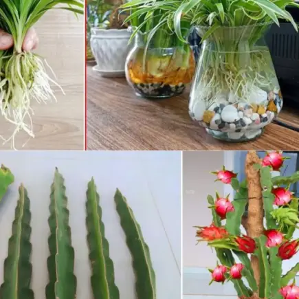 As 7 melhores plantas de interior que crescem sem sol