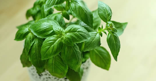 As 7 plantas com propriedades antiinflamatórias mais poderosas