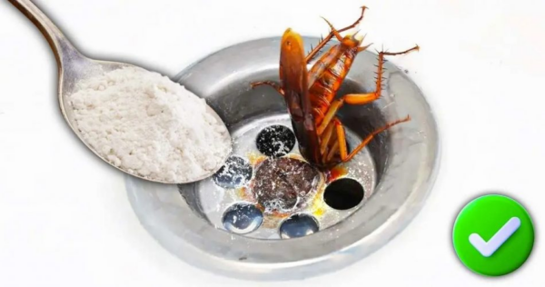 As baratas adoram se esconder nos ralos, jogue fora para se livrar delas para sempre