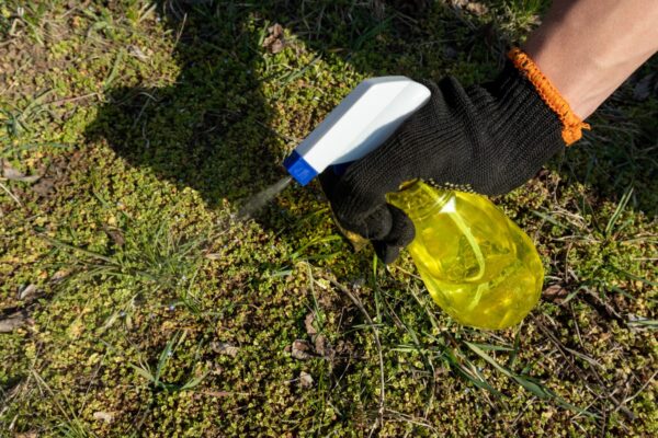 As ervas daninhas terão vida curta, o remédio não químico que limpa tudo em poucos minutos!