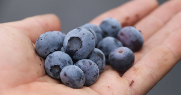 As maravilhosas propriedades curativas dos mirtilos – é por isso que eles são tão bons para você
