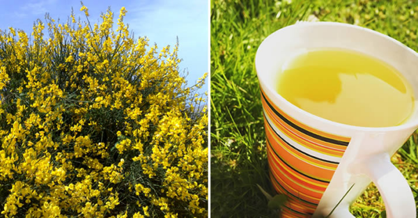 As maravilhosas propriedades das flores de vassoura