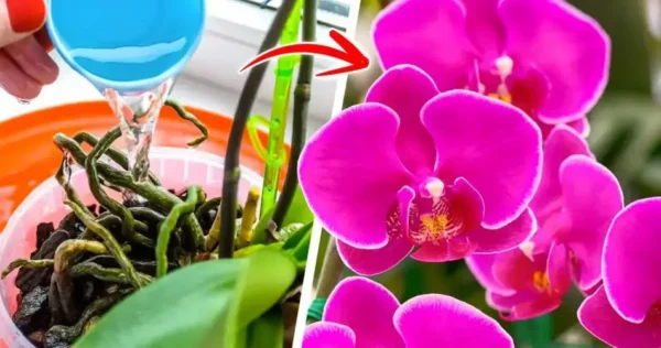 As orquídeas florescerão o ano todo se você regá-las com este produto natural