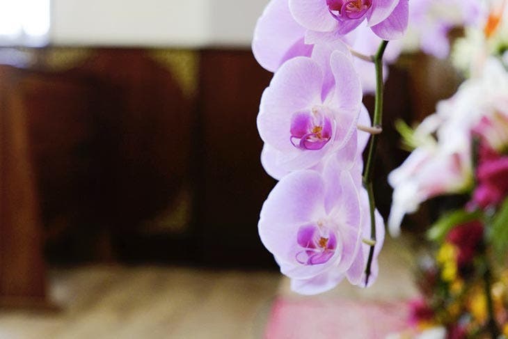 As orquídeas florescerão o ano todo se você regá-las com este produto natural 3 orquídeas