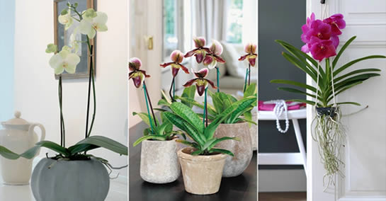 As orquídeas purificam o ar de casa, acalmam nervos e dores de cabeça