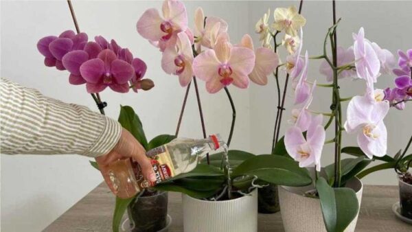 As orquídeas só durarão muito se você regá-las com este ingrediente popular