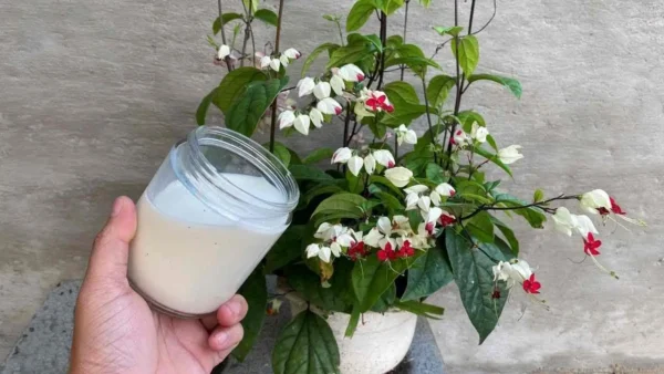 As plantas da sua casa ou jardim ficarão sempre saudáveis ​​se as regar com esta água.