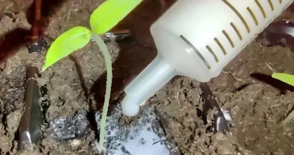 As plântulas de tomate crescem em pouco tempo quando as injectamos no solo