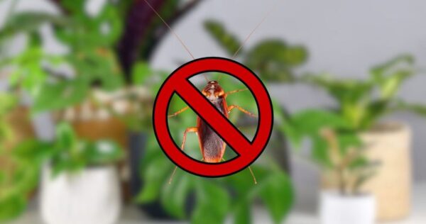 Assim que sentirem o cheiro desta planta, as baratas desaparecerão imediatamente.