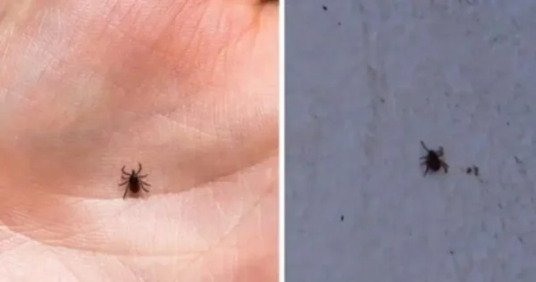 Astuces efficaces pour se débarrasser des tiques et des puces dans la maison et le jardin
