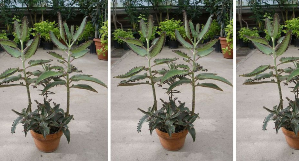 Atraia dinheiro com Kalanchoe: a planta secreta que mudará sua vida financeira