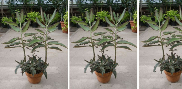 Atraia dinheiro com Kalanchoe: a planta secreta que mudará sua vida financeira